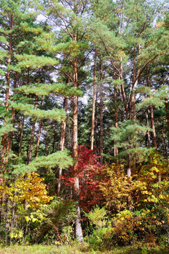 红松秋季景观