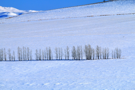 雪原树林