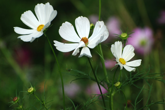 波斯菊