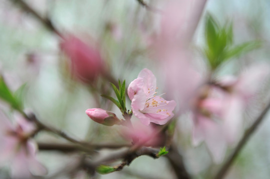 桃花