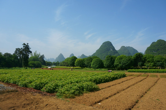 苗木基地