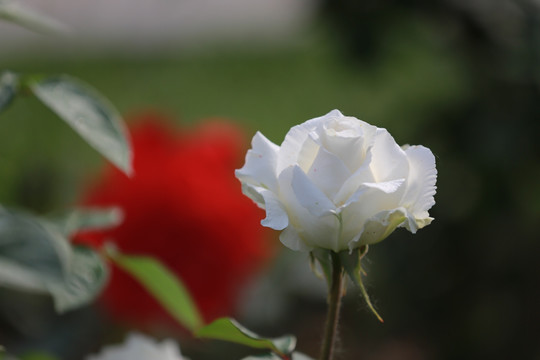 白玫瑰 月季花
