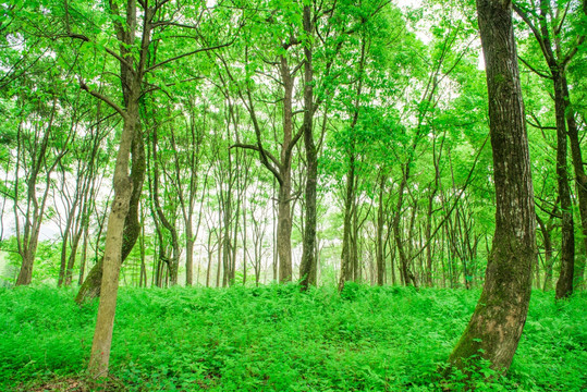 绿树林 森林