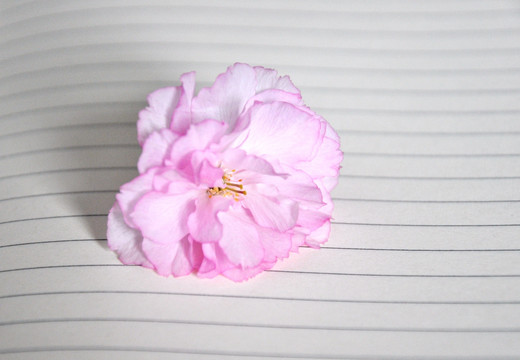 笔记本上的粉色的花朵