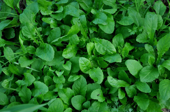 鲜嫩的野菜