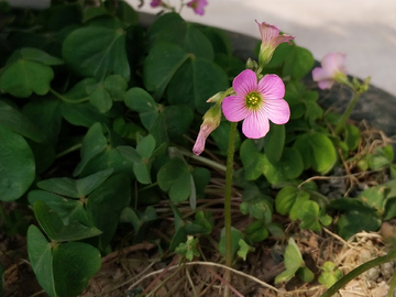 野花