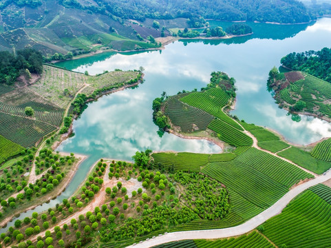 茶园 茶山 水库