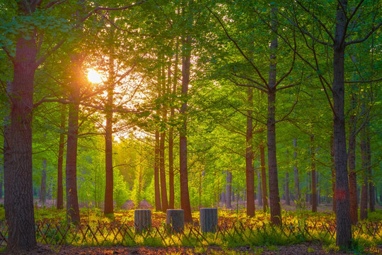 树林阳光 4000万像素