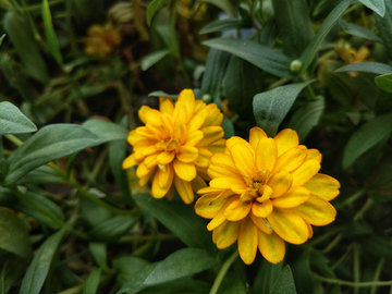 小百日菊