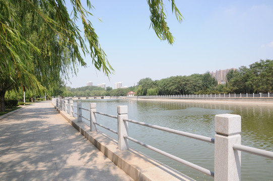 北大河河流公园垂柳风景