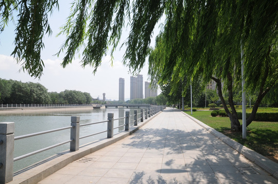 北大河河流公园垂柳风景