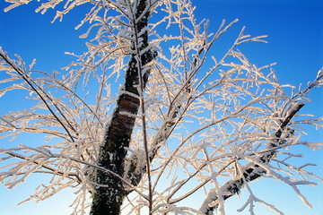 雪景