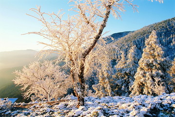 雪景