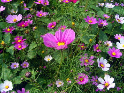 格桑花花海