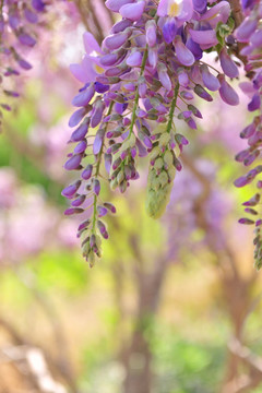 紫色花 春天紫藤
