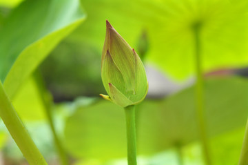 荷花花苞