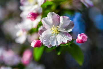 樱花 碧桃花