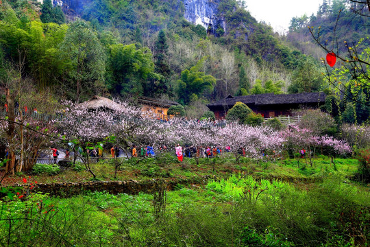 桃花 山野 田园