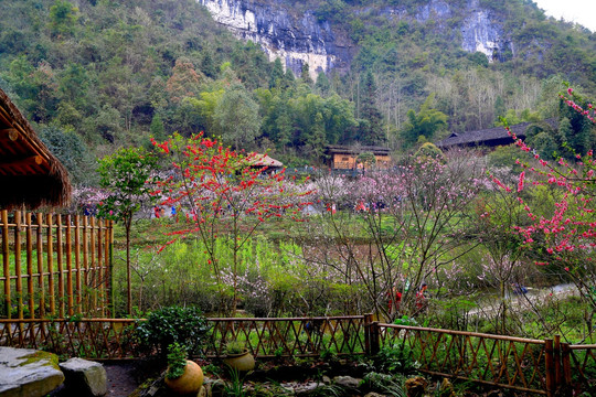 桃花 山野 田园