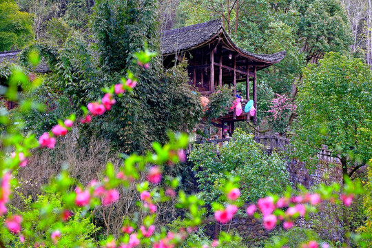 桃花 树林 瓦房