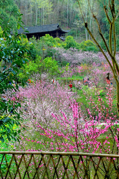 山野 桃花