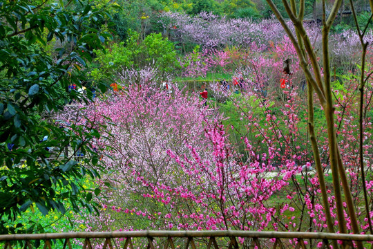 山野 桃花