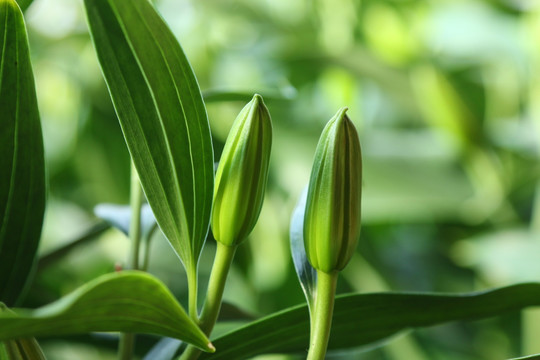 百合花苞