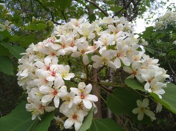 油桐花