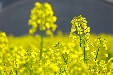 油菜花