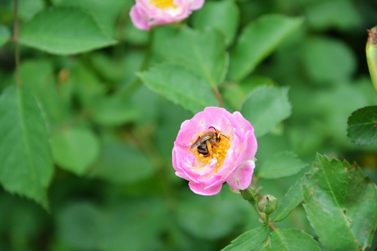 蜜蜂采蜜