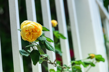 伸出白色栅栏的黄玫瑰