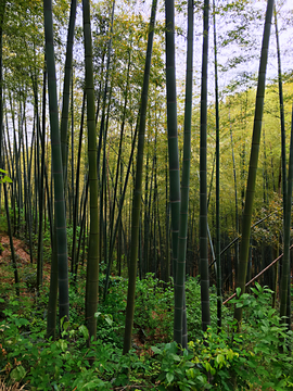 竹林