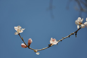 一枝桃花