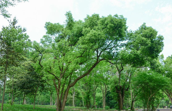 阳光绿树林