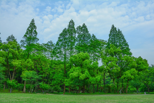 阳光绿树林