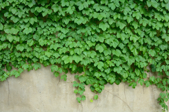 绿色植物墙爬山虎