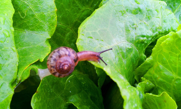 青菜蜗牛