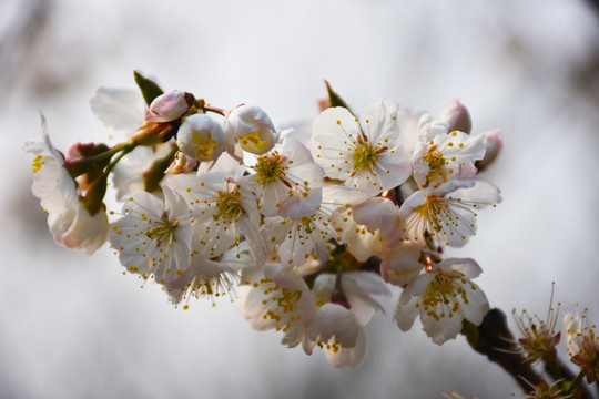 樱桃花