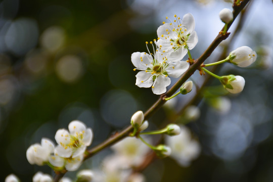 樱桃花