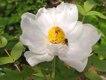 菜花粉的蜜蜂