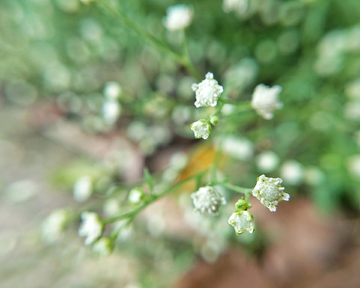 小野花