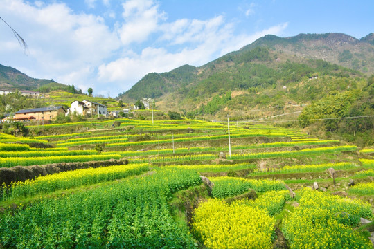 油菜花田