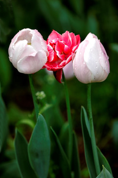 郁金香花开