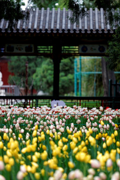 郁金香花开