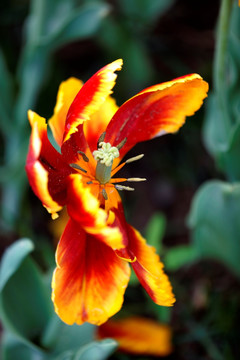 郁金香花开