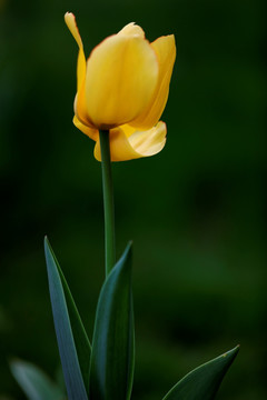 郁金香花开