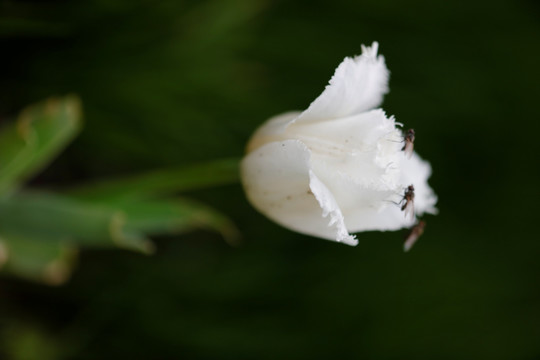 郁金香花开