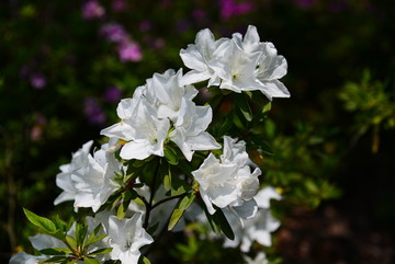 白色杜鹃花