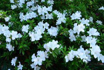 白色杜鹃花花丛
