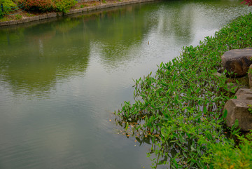 河边水草